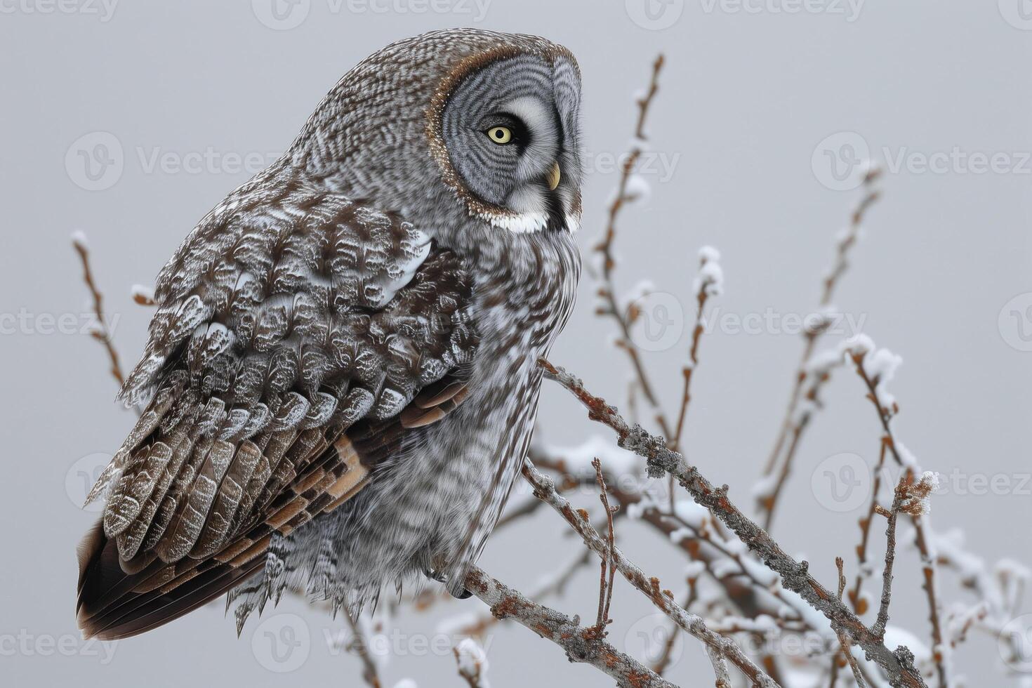 AI generated Great Gray Owl, Strix nebulosa, single bird on branch photo