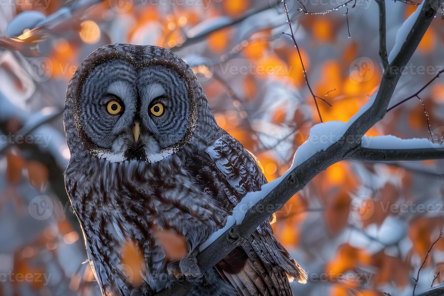 AI generated great gray owl strix nebulosa in the forest photo