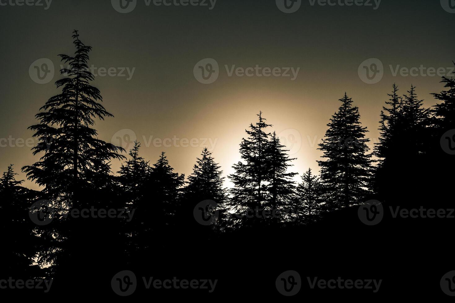 Silhouette of pine trees in monochrome view. Dramatic nature background photo