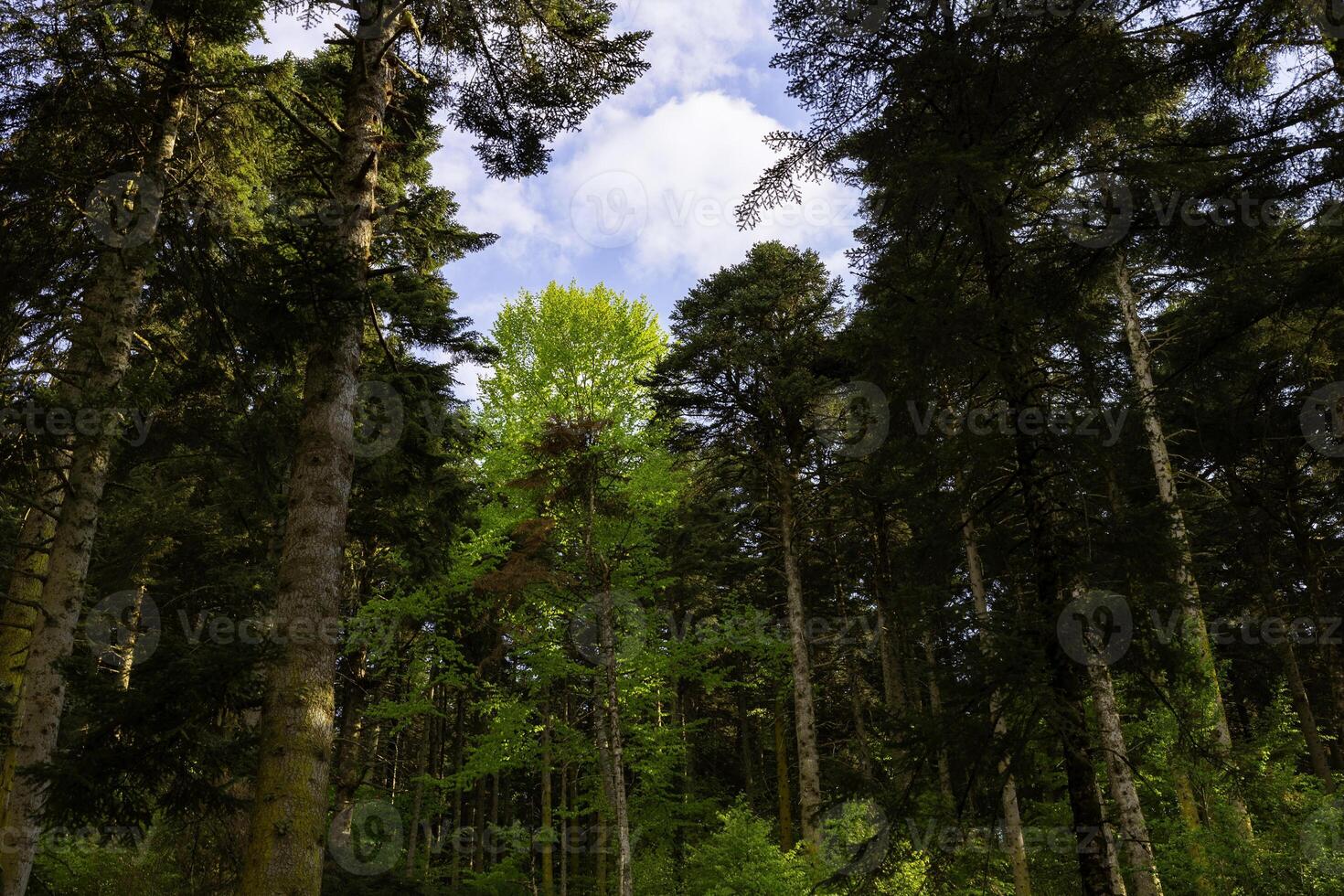 Forest background photo. Pine trees. Carbon net zero concept photo