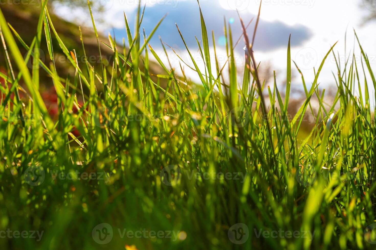 Grass and sunlight. Nature or carbon neutrality or environment background photo
