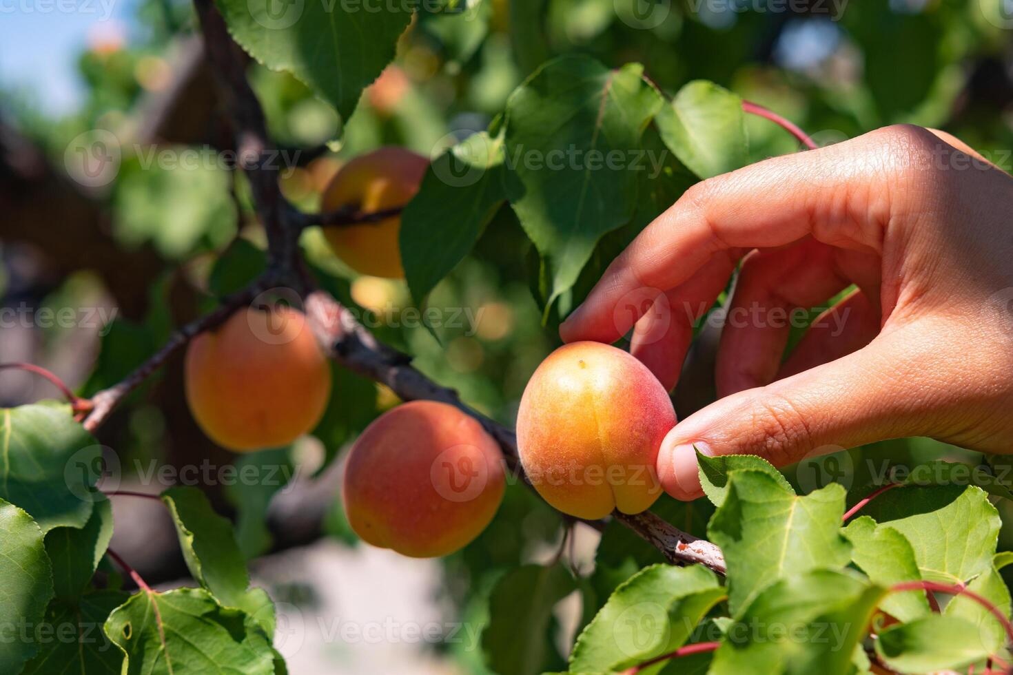 Picking or collecting or harvesting an apricot on the tree in summer photo