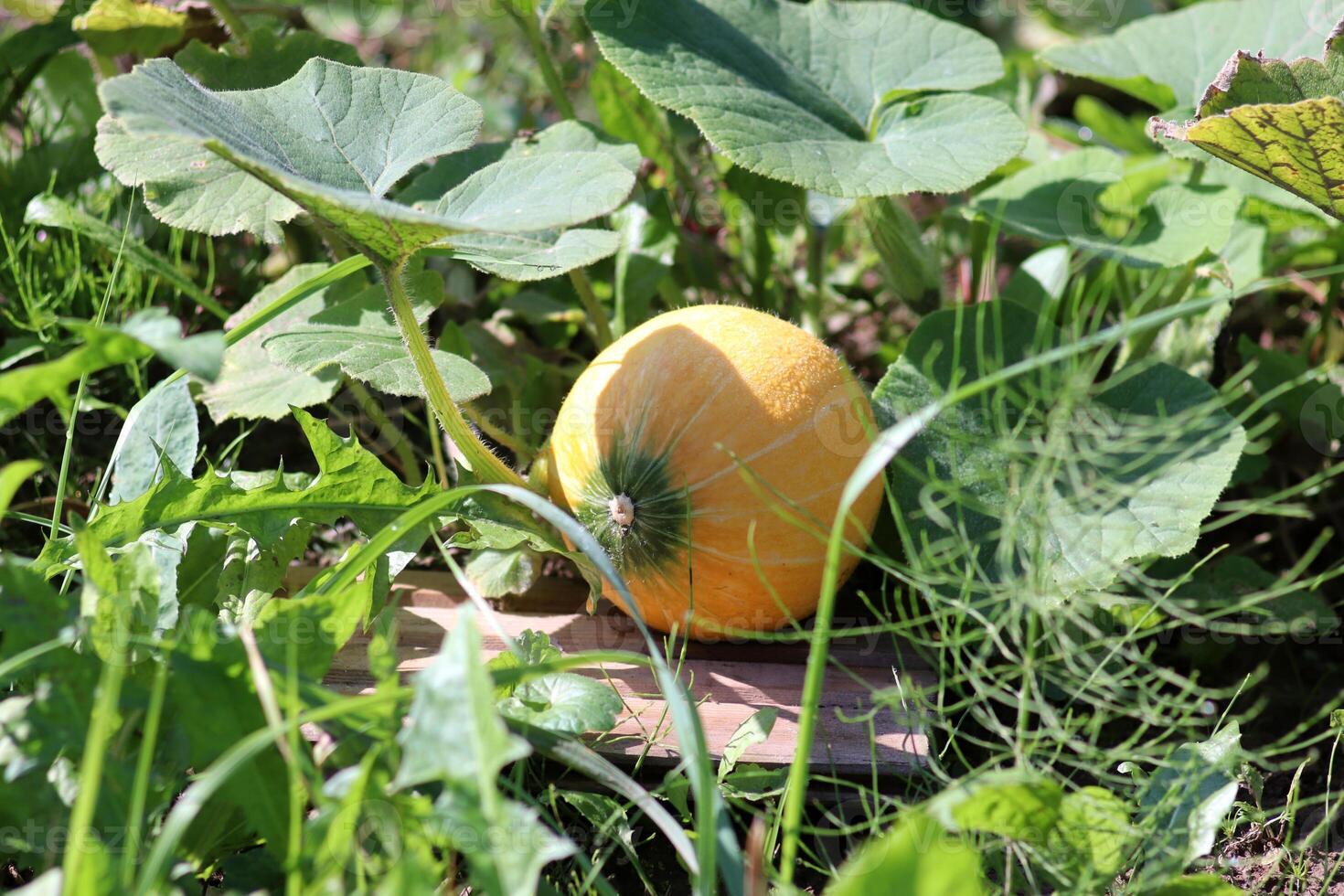 Ripening pumpkin on a melon patch in a vegetable garden on a sunny day, natural growth in the garden. Horizontal photo, close-up photo