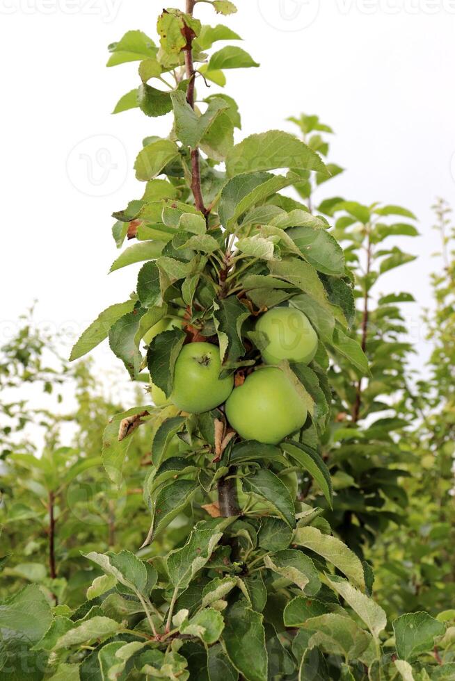 Ripe green apples of the President variety on a tree in the garden on a cloudy day. Vertical photo, close-up photo