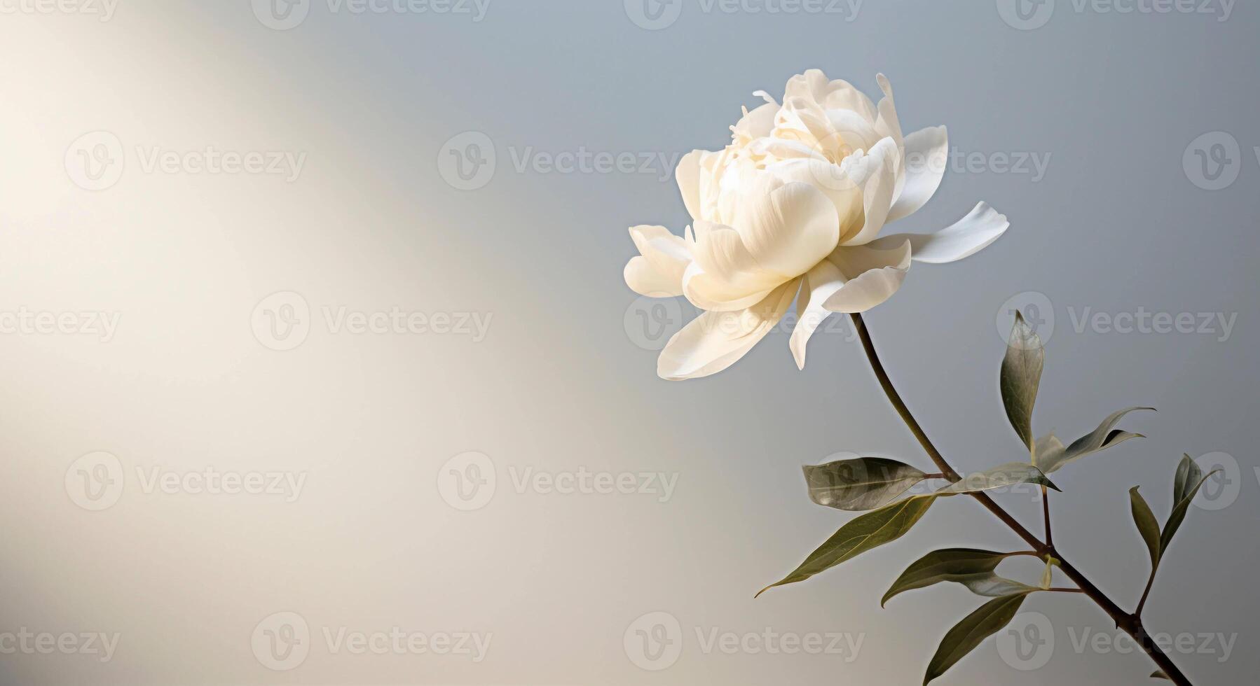 AI generated White peony flower on a grey gradient minimalist background. Photography with the concept of beauty and organic care photo