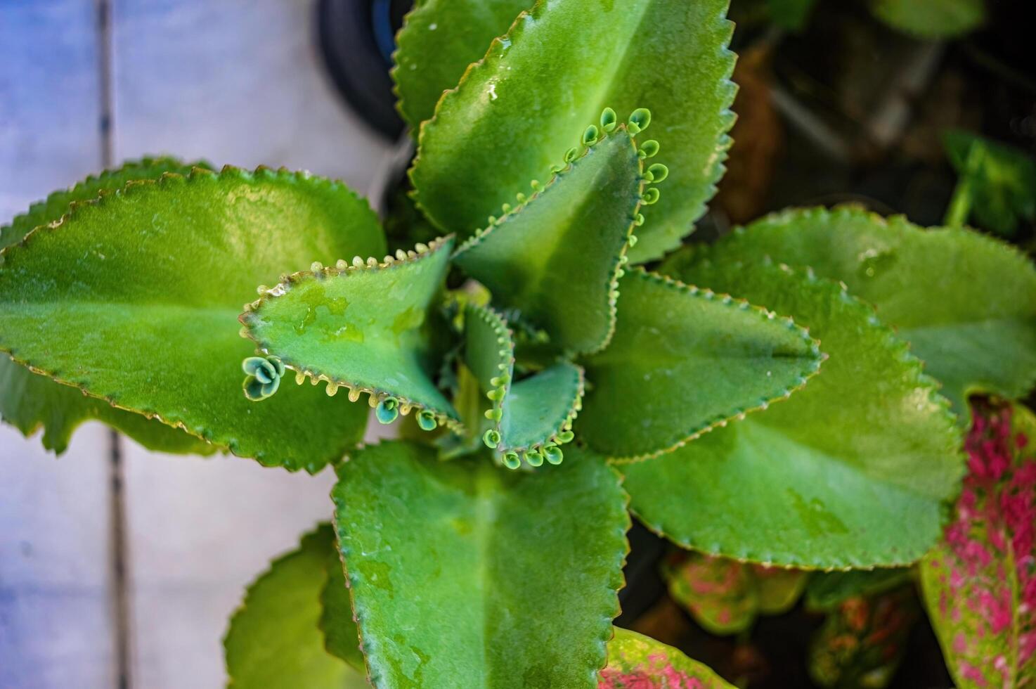 top view of a bryophyllum pinnatum plant photo