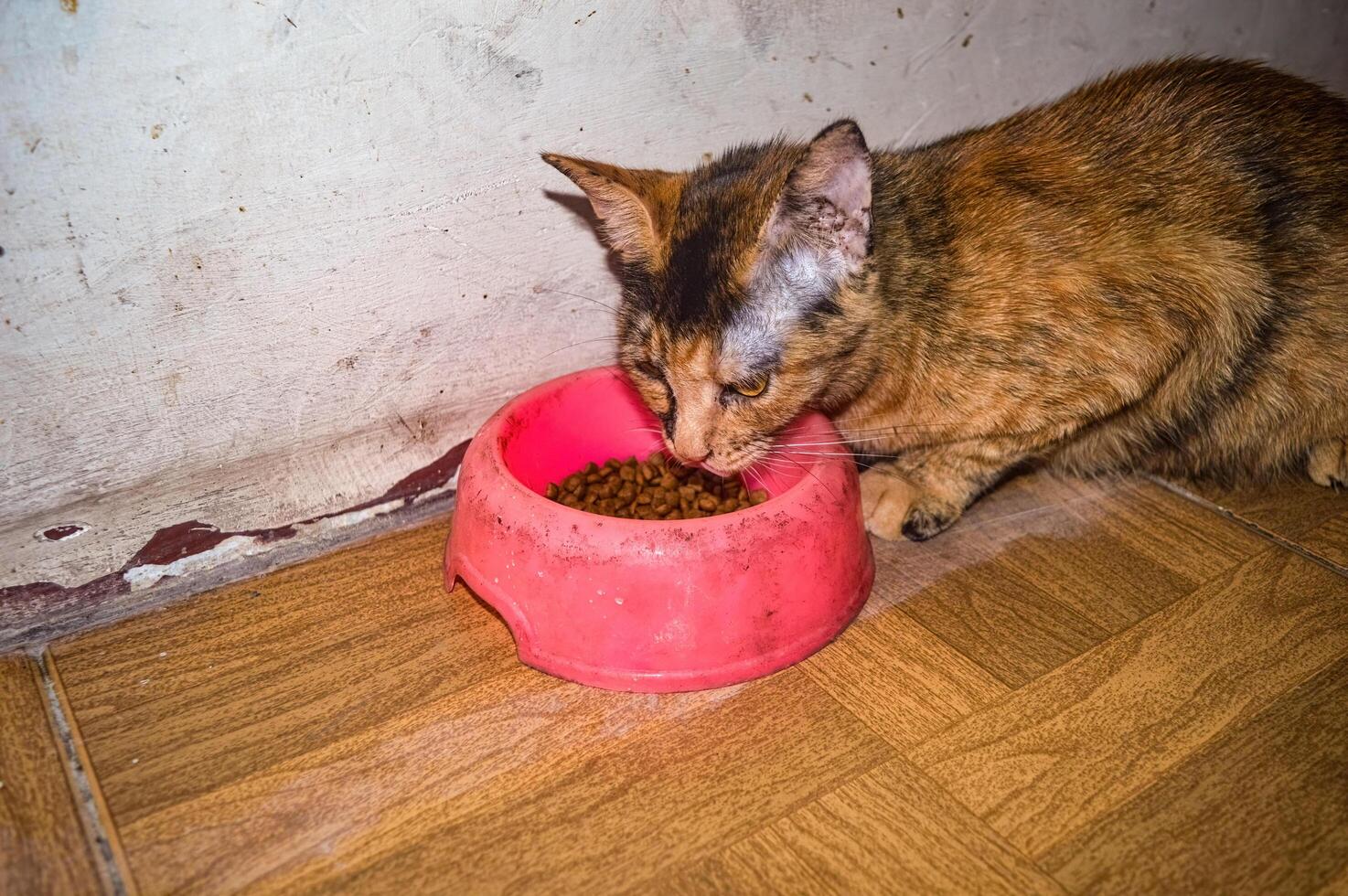 a torti cat eating dry cat food in a pet food container photo