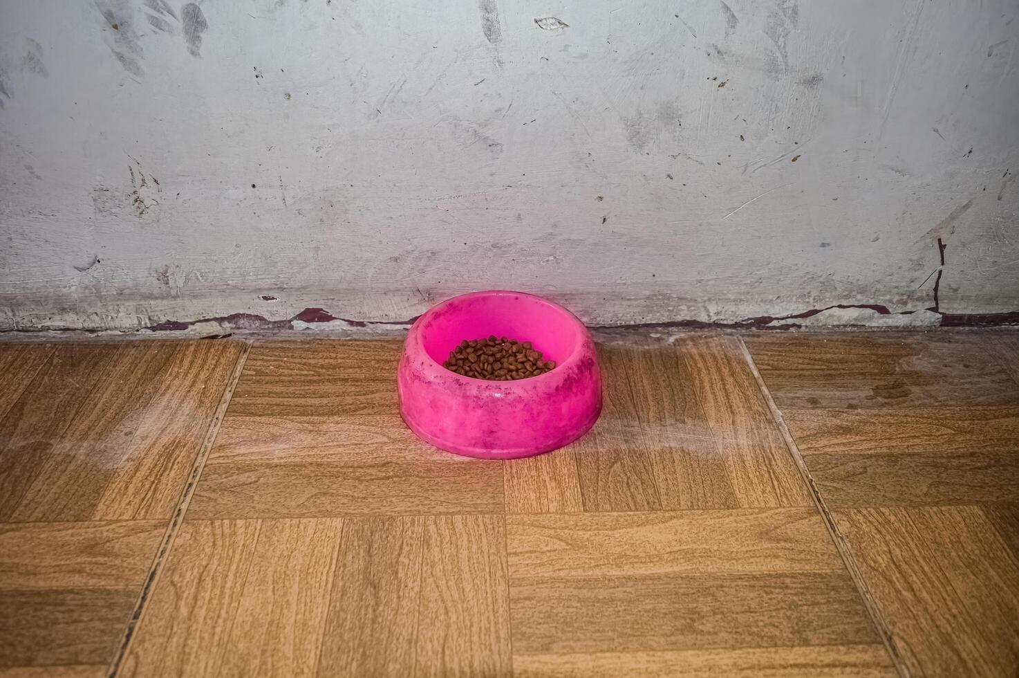 cat food bowl containing dry cat food photo