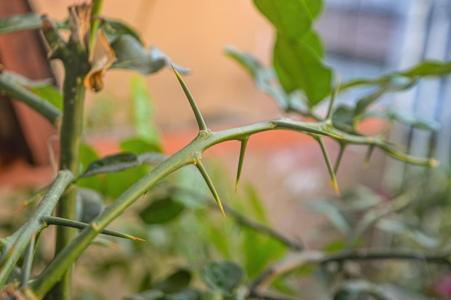 sharp thorns on the twigs of the kaffir lime plant or Citrus hystrix photo