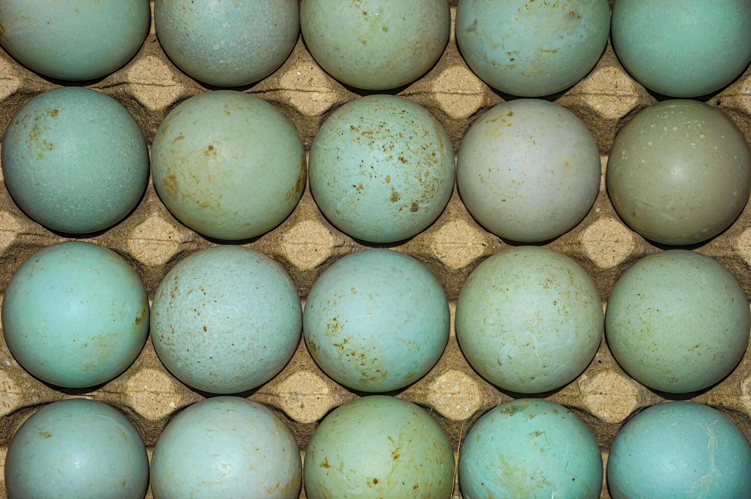 duck eggs neatly arranged in an egg box or tray to be processed into salted eggs photo