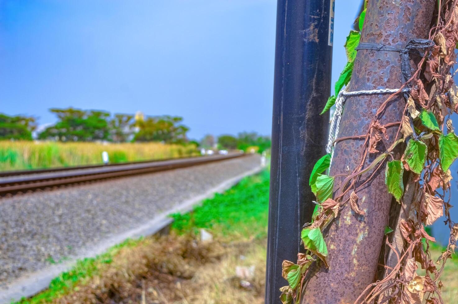 Iron electricity poles covered with vines on the edge of a double track railway in Indonesia photo