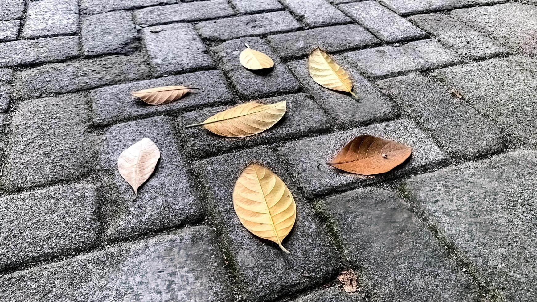 Dry leaves arranged in a very beautiful circle on the paving block photo