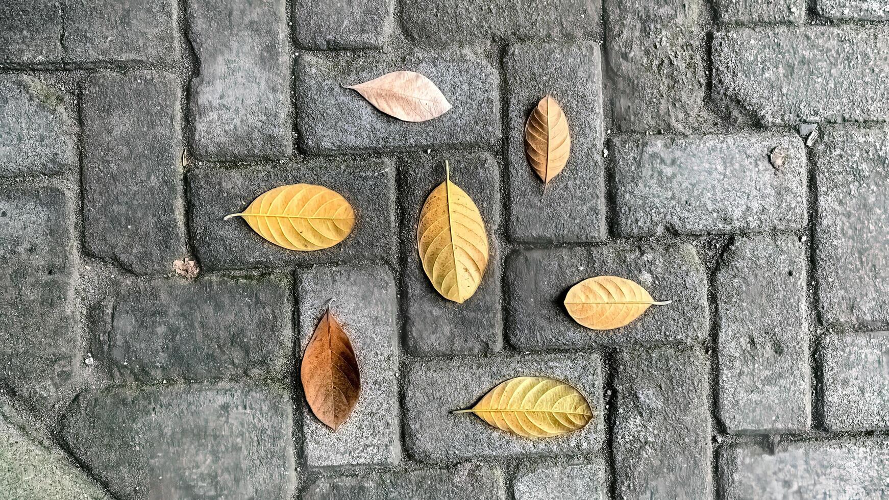 Dry leaves arranged in a very beautiful circle on the paving block photo