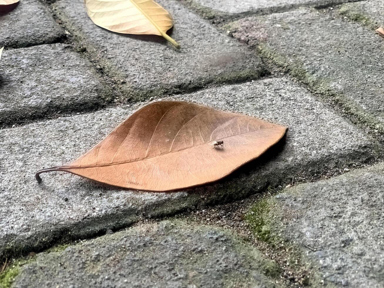 a fly landing on a dry leaf photo