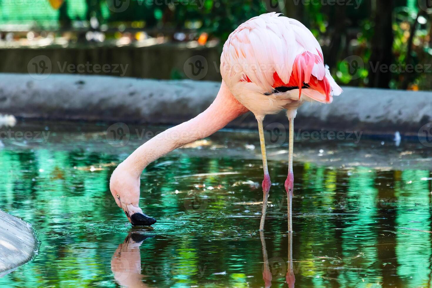 Chilean Flamingo. Bird and birds. Water world and fauna. Wildlife and zoology. photo