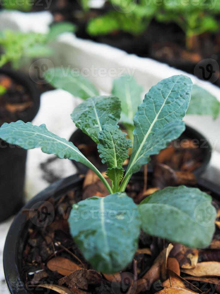 col rizada vegetal en maceta bebé y creciente arriba een vegetal sano cuidado foto