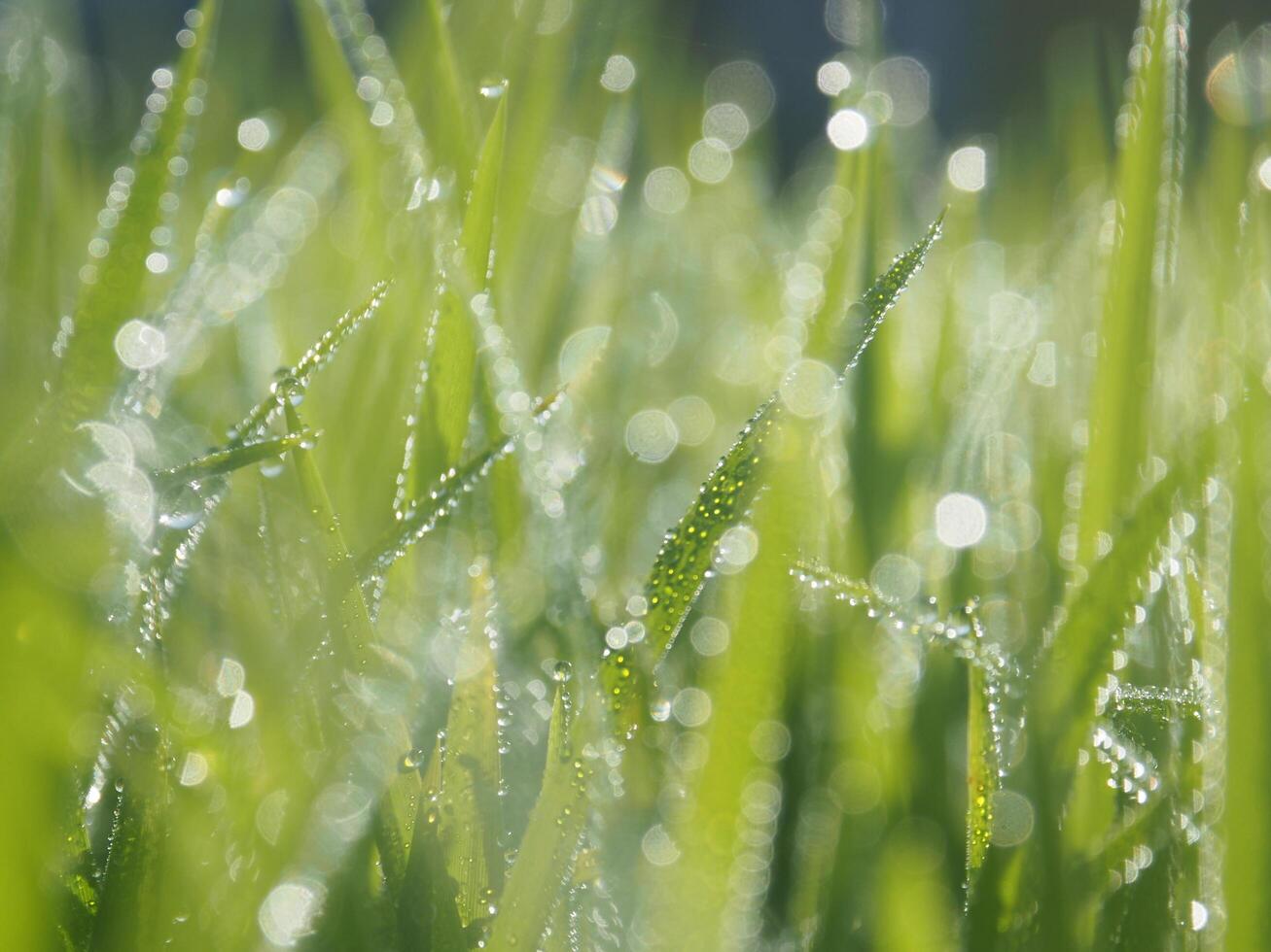 bokeh blur background rice farmming and light sweet green background nature sunlight photo