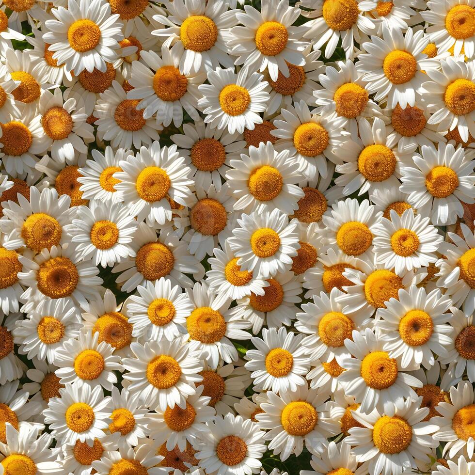 AI Generated A Lot Of White Yellow Daisies or chamomile flowers - for full-frame background and seamless texture photo