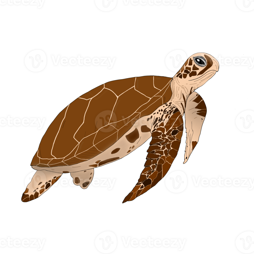 Sea Turtle Design png