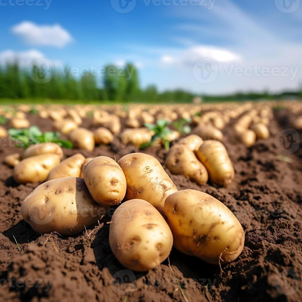 AI generated Freshly dug potatoes lying on the ground in the field photo