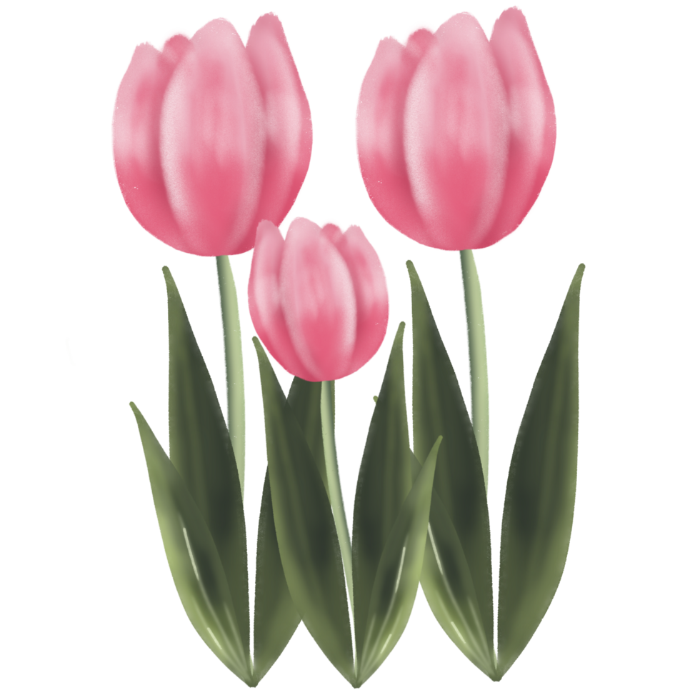 Three tulip flower png