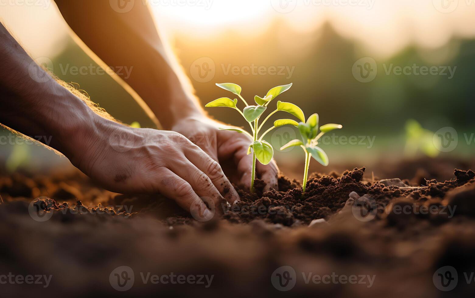 AI generated Close up of hands of man planting a tree seedling on fertile soil photo