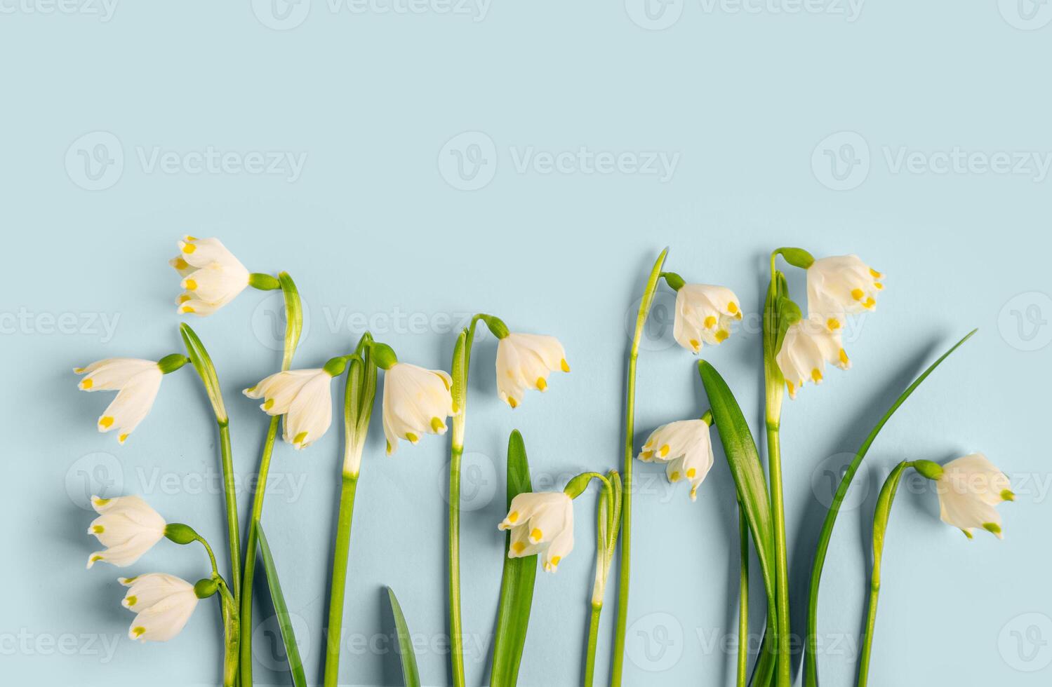 Composition of flowers. Frame of snowdrop flowers on a blue background. Flat lay, top view, copy space. photo