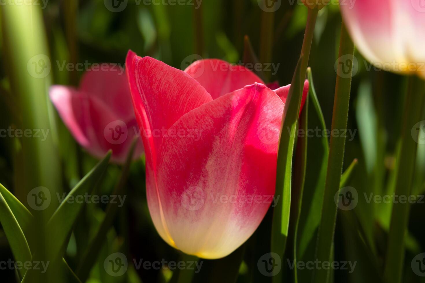 Pink tulip wallpaper or canvas print photo