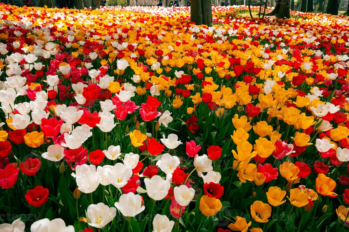 April flowers. Tulips in the park. Spring blossom background photo