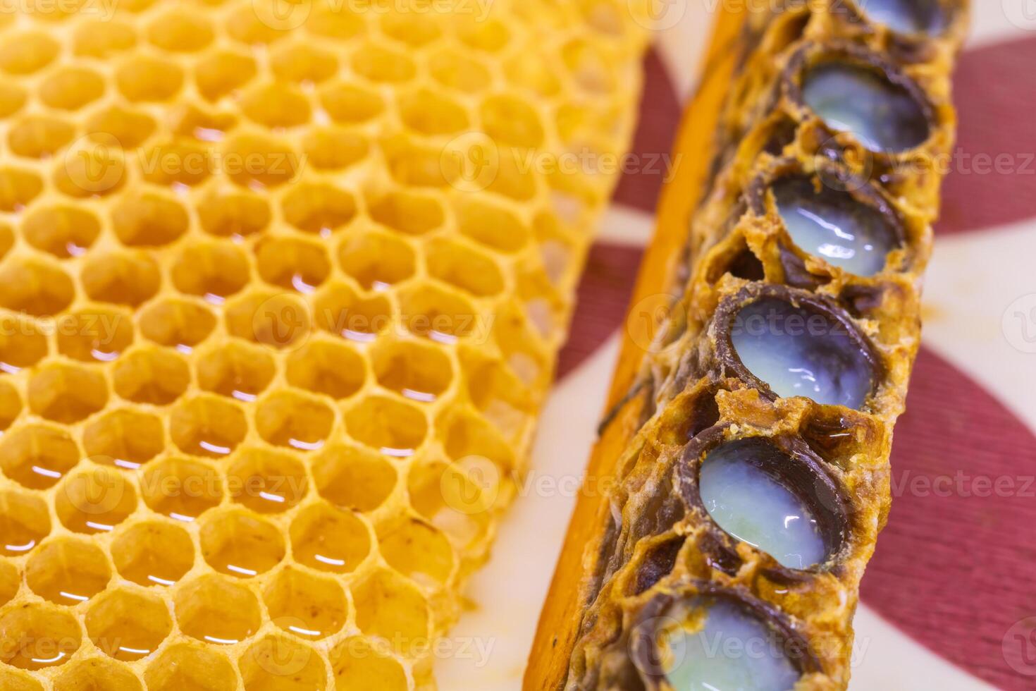 Queen bee cells full with royal jelly in focus. photo