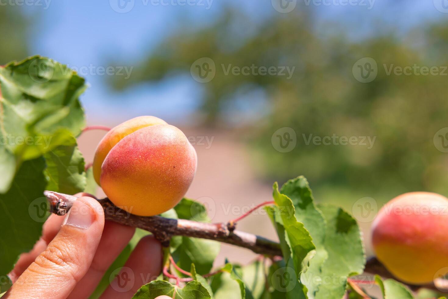 Apricot tree with apricots on the branch. Summer fruits. photo