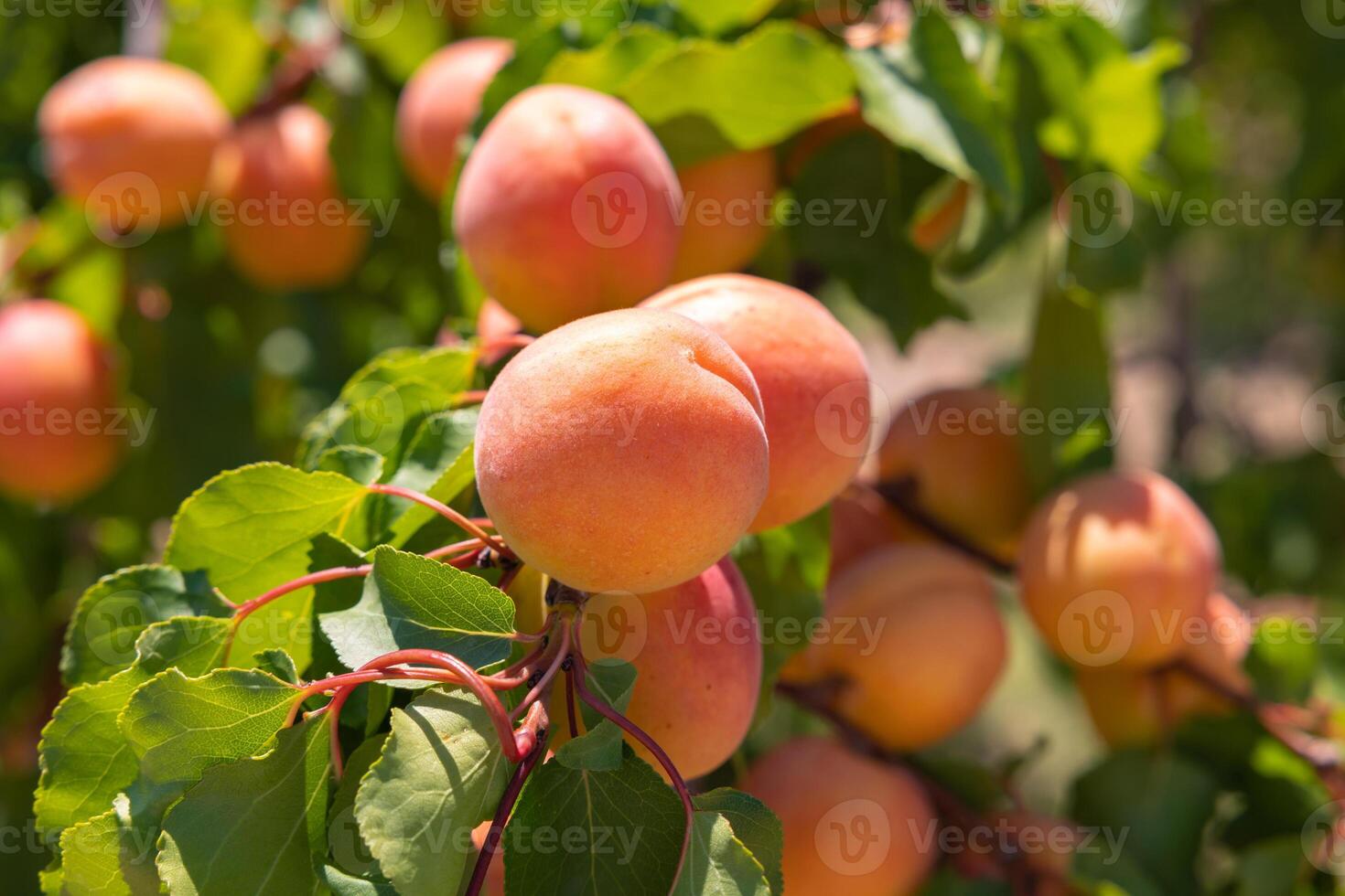 Apricots in focus. Organic fruits on the tree. photo