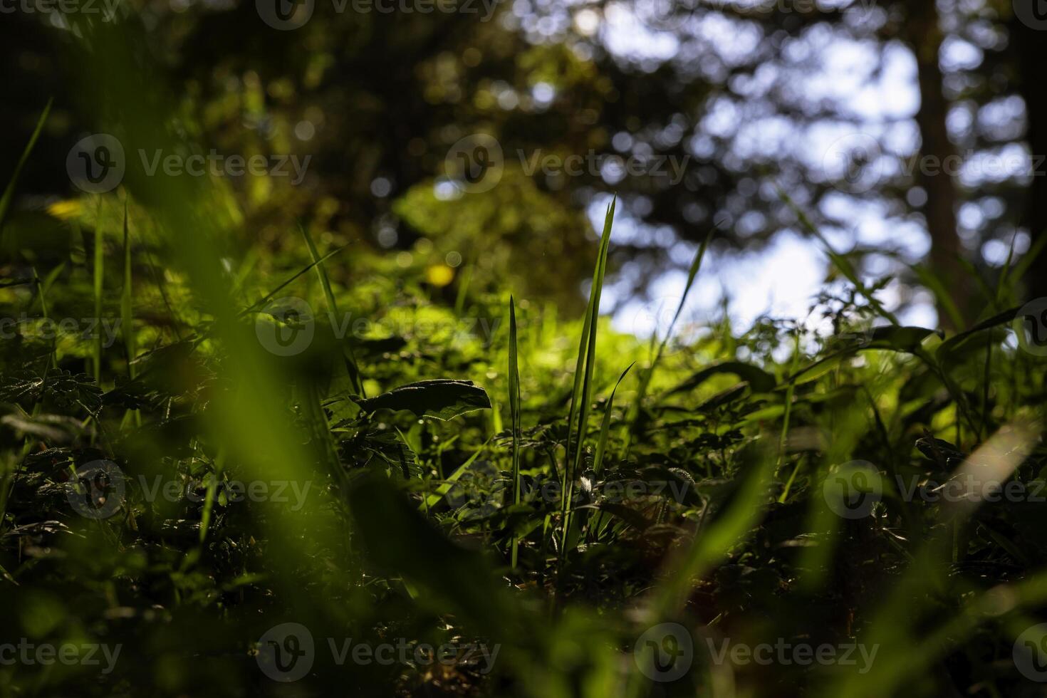 Forest or nature view. Grasses in the forest from ground level. photo