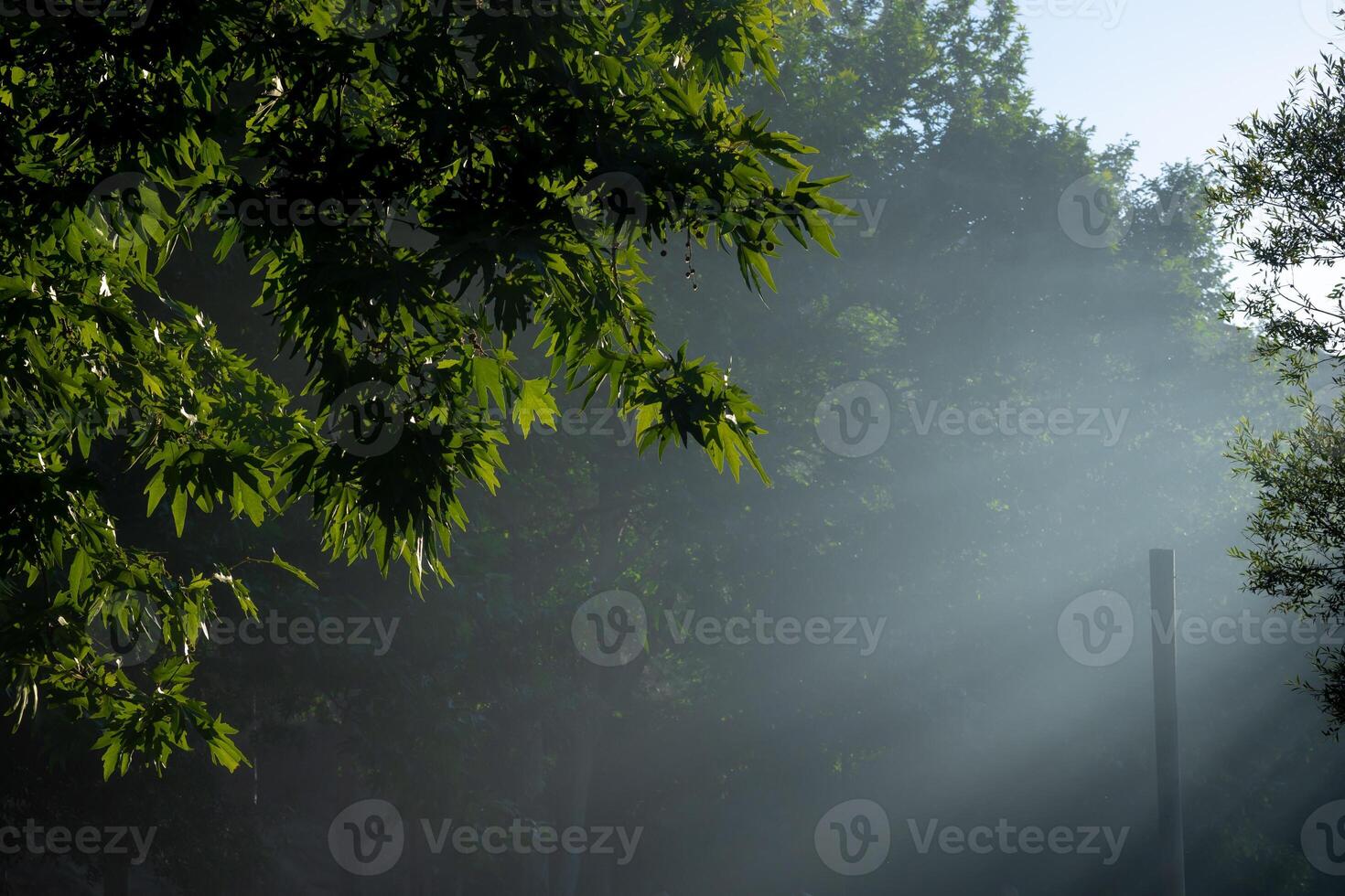 Sunrays in the forest through the trees in foggy weather photo