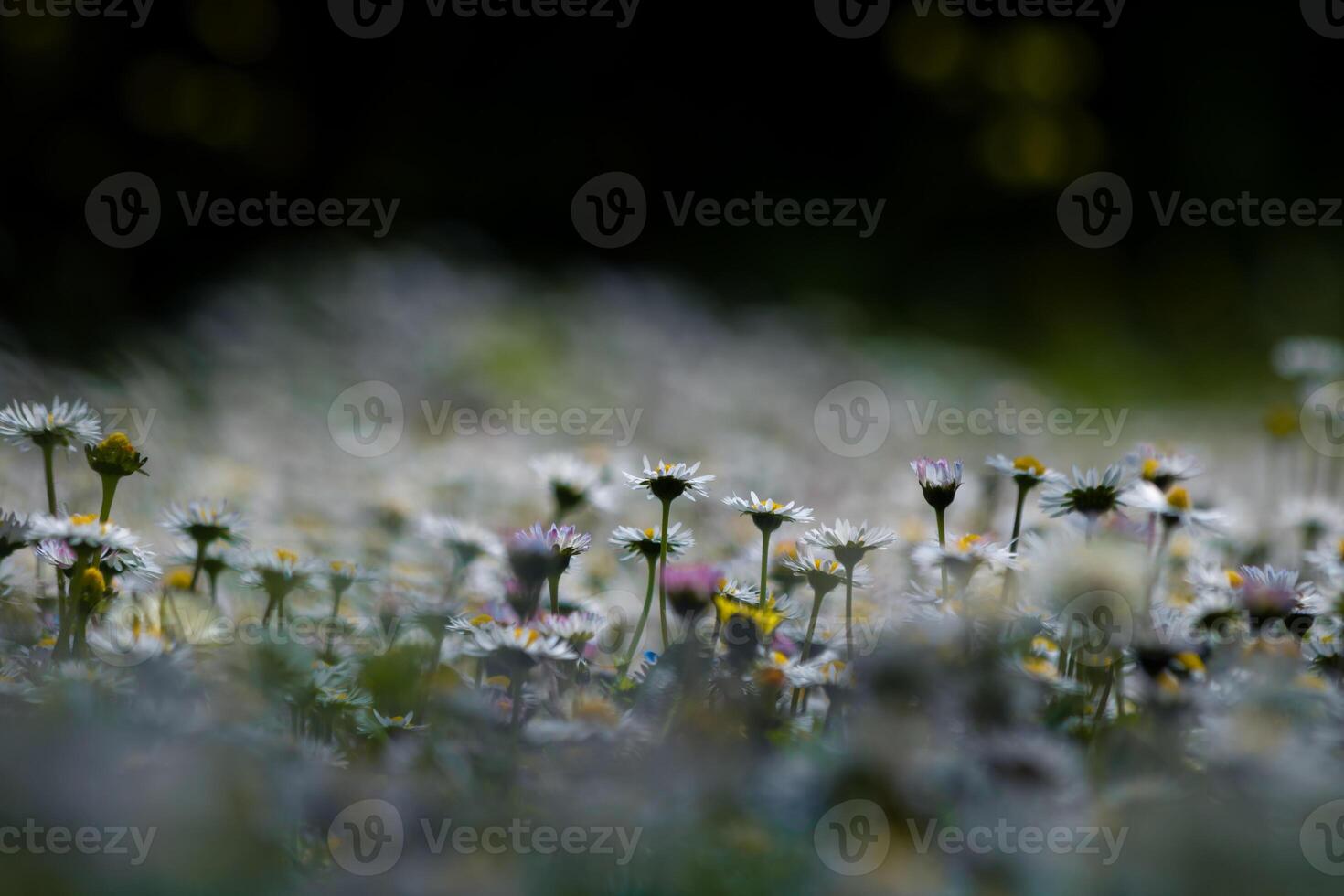 Spring flowers. Selective focus of daisies or chamomiles. photo