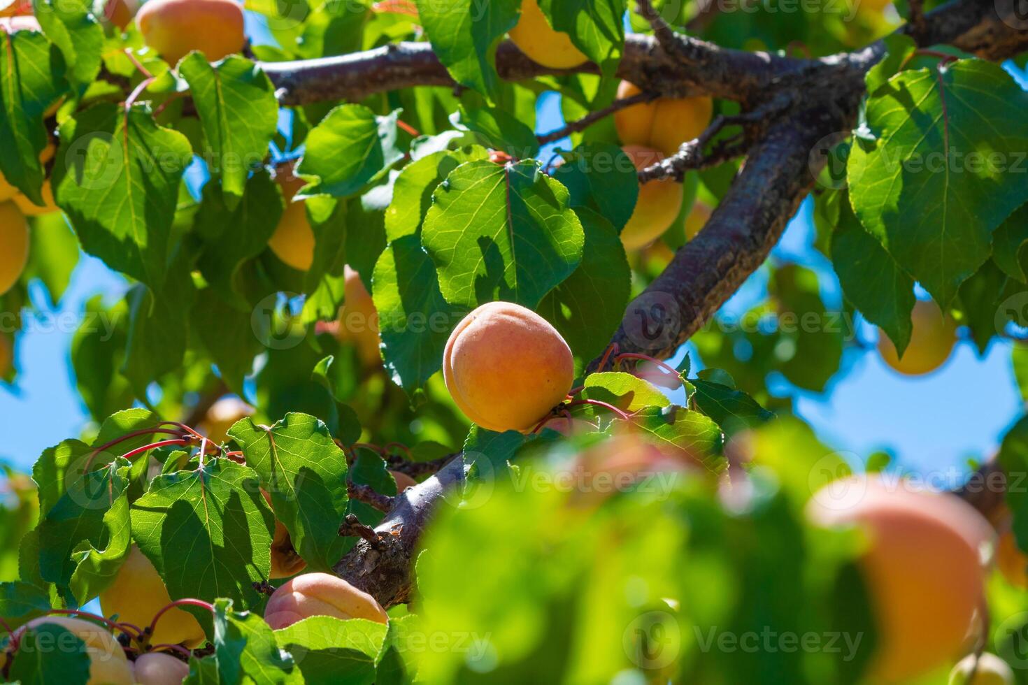 albaricoques en el árbol. orgánico crudo Fruta producción foto