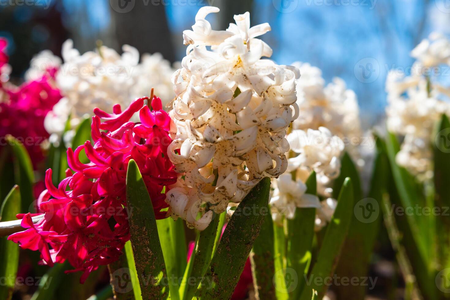 Pink and white hyacinths in focus. photo