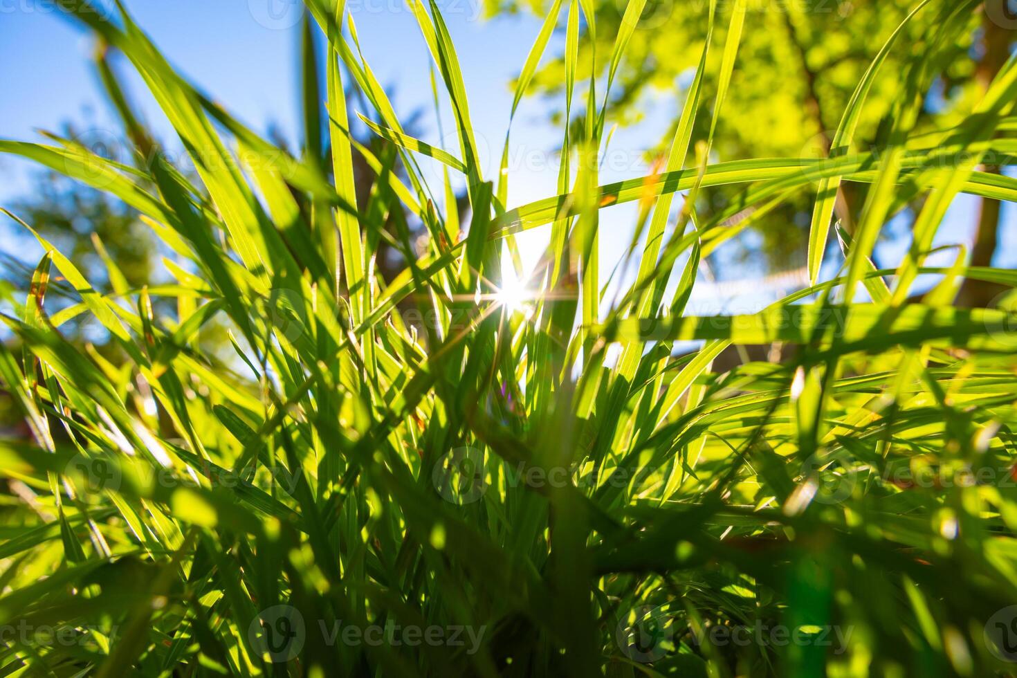 Grasses and direct sunlight. Carbon net zero or carbon neutrality concept photo