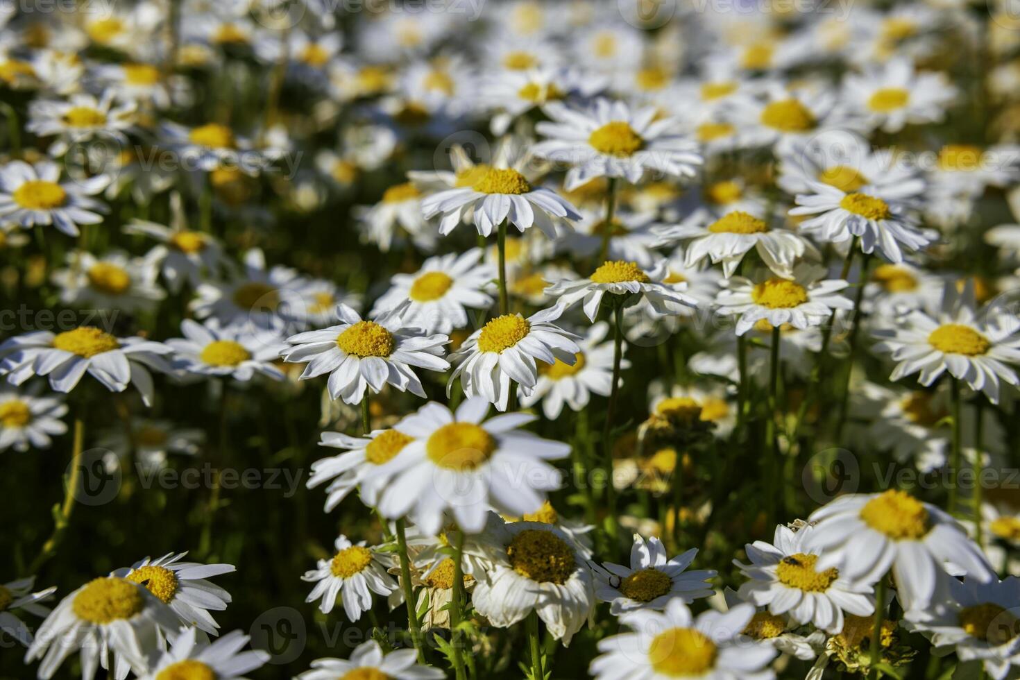 margarita o manzanilla. naturaleza o ambiente o flores o ecosistema o ecología foto