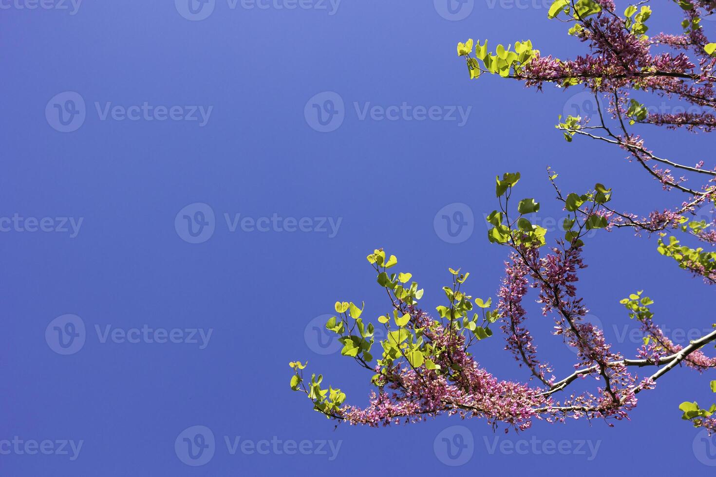 Judas tree or cercis siliquastrum branches isolated on blue sky background photo