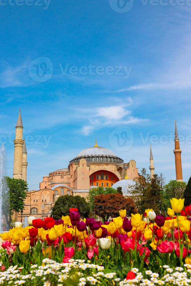 Estanbul ver en primavera. tulipanes y hagia Sofía o ayasofya mezquita. foto