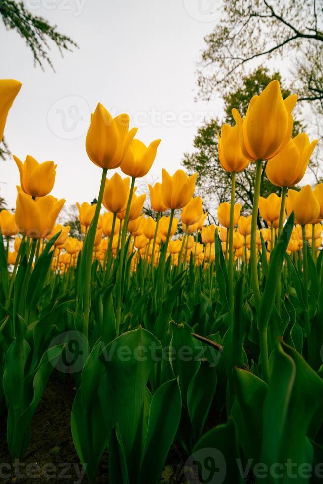 Yellow tulips in wide angle view. Spring flowers wallpaper photo