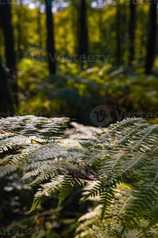 Ferns illuminated by sunlight in the forest. Wild forest scene. photo