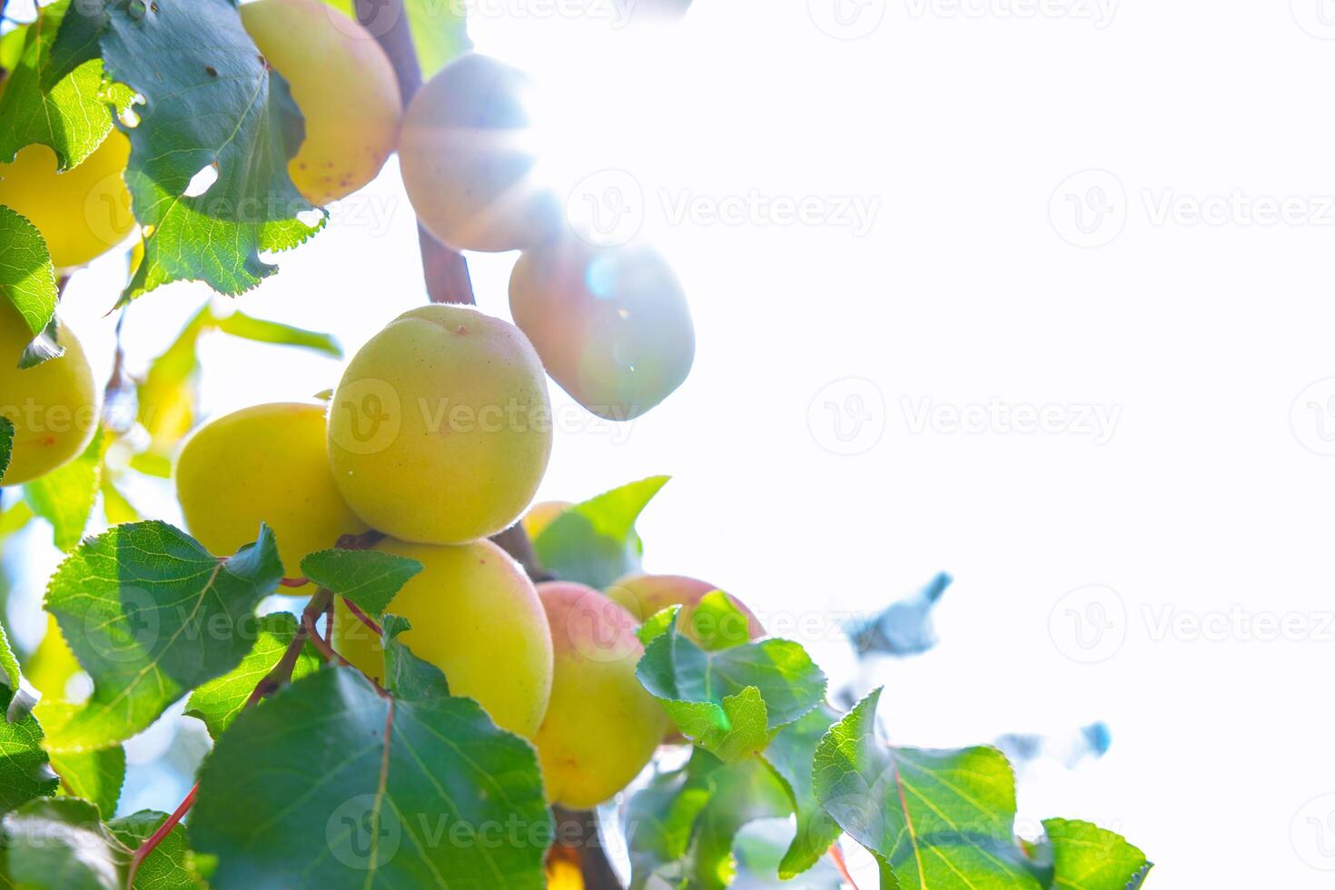 albaricoques y rayos de sol. sano Fruta producción antecedentes foto