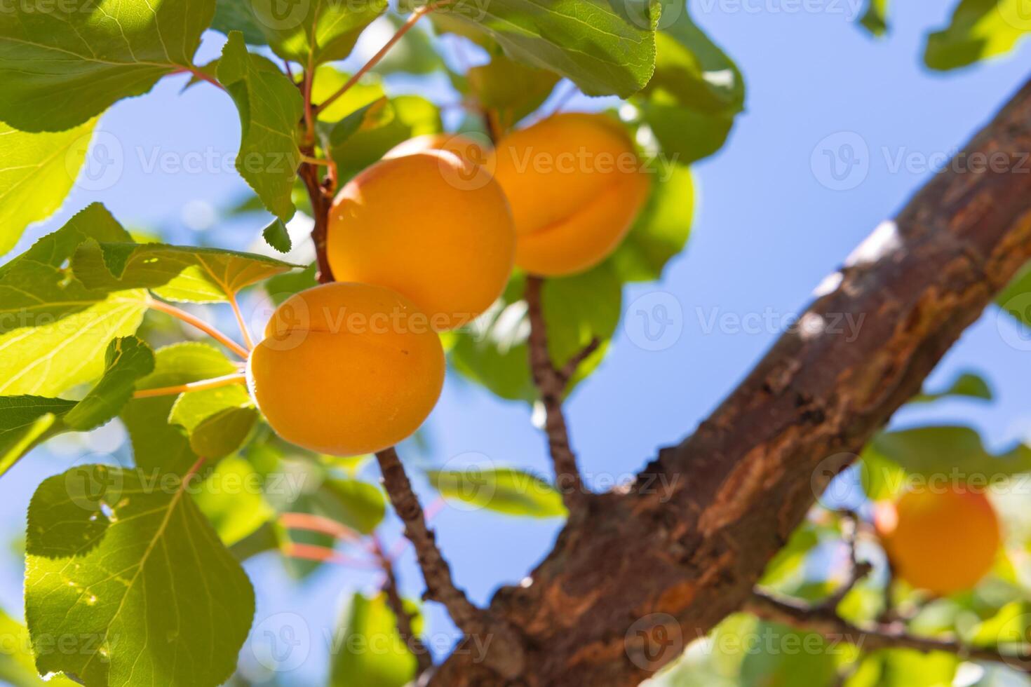 Apricots on the tree. Raw healthy organic fruits. photo