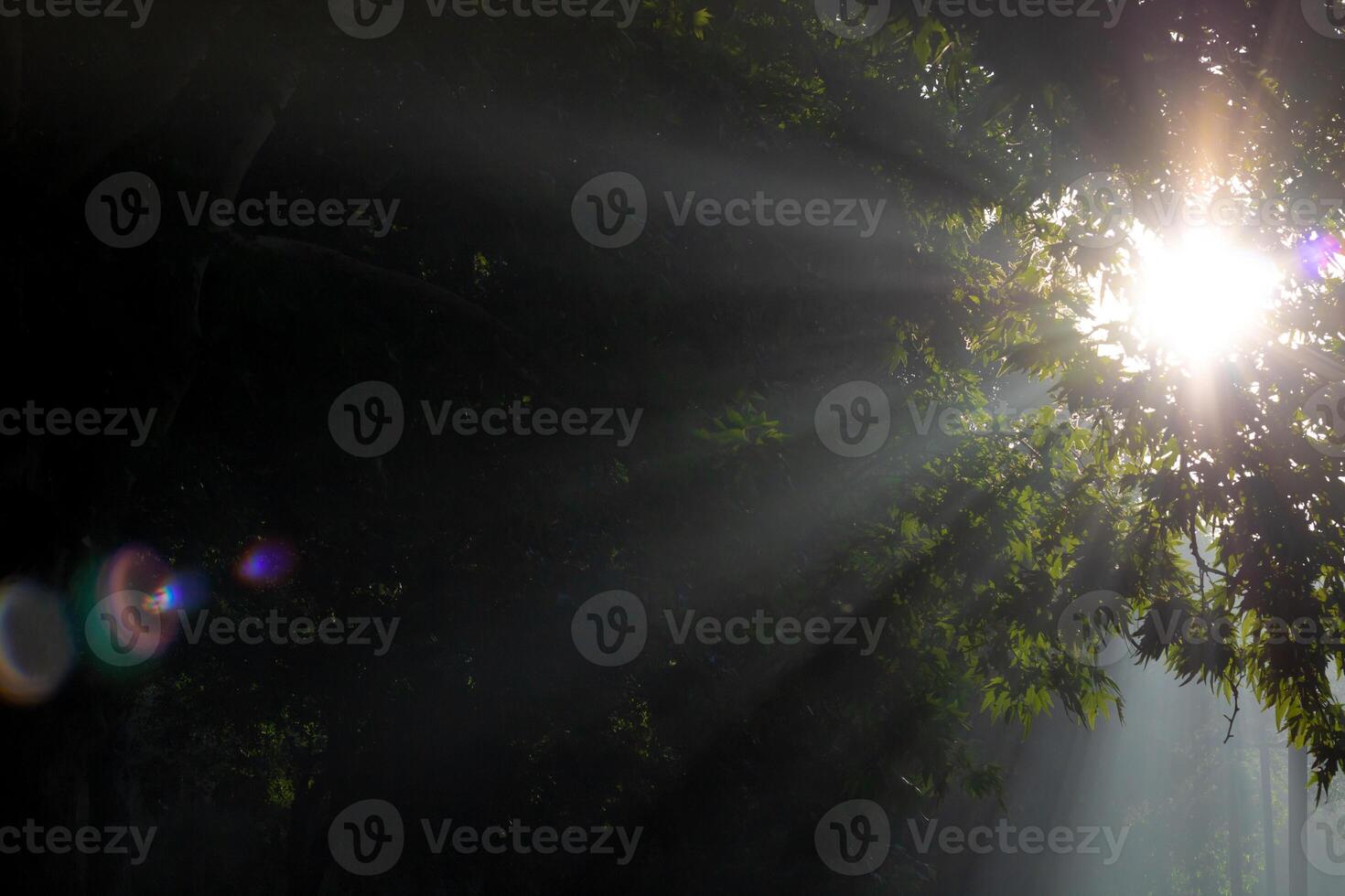 Sunrays through the leaves. Nature background photo