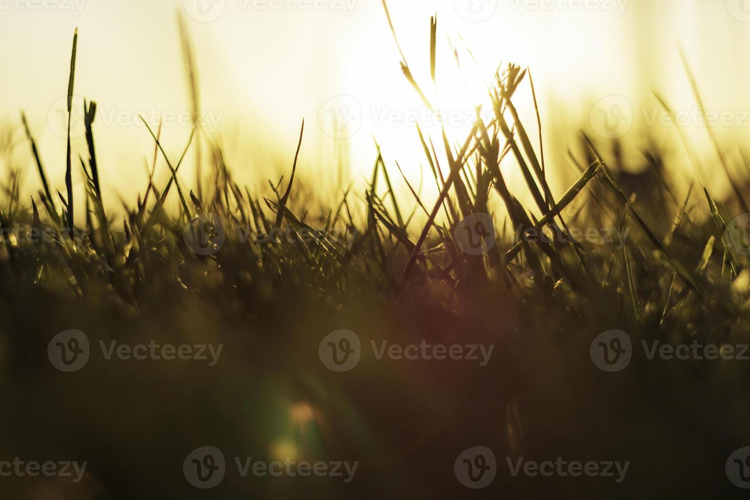 Silhouette of grasses or crops from ground level at sunset. Nature background photo