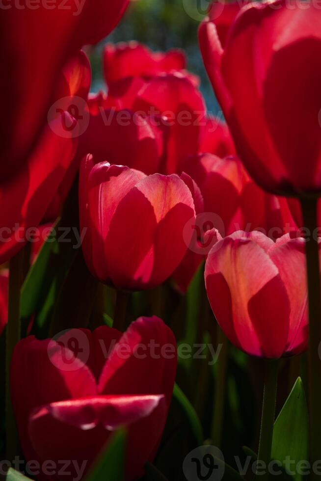 Vertical printable or canvas print red tulip photo