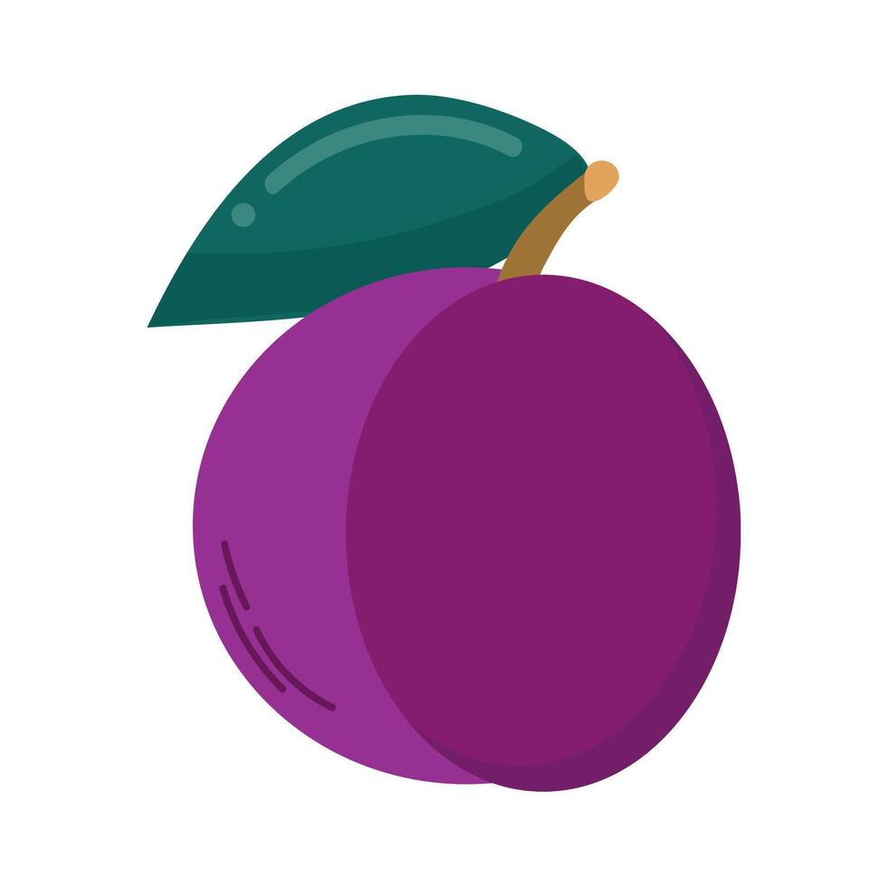 Plum fruit isolated vector illustration