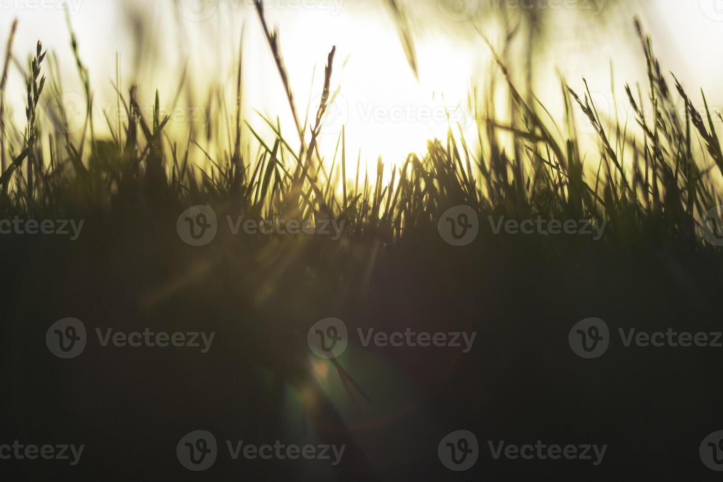 Defocused grass and direct sunlight at sunset. Nature or environment background photo